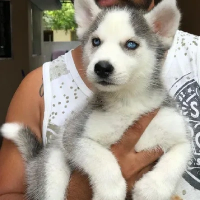 Siberian Husky puppies for sale in Vijayawada