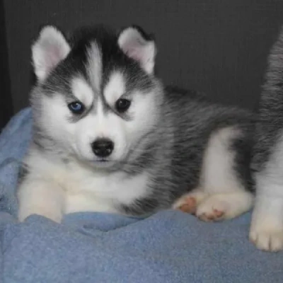 Siberian Husky puppies for sale in Jaipur