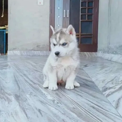Siberian Husky puppies for sale in Vijayawada
