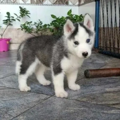 Siberian Husky puppies for sale in Ajmer
