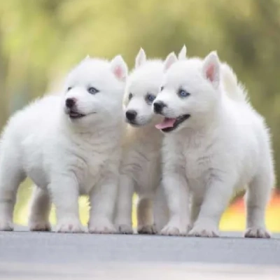Siberian Husky puppies for sale in Ajmer