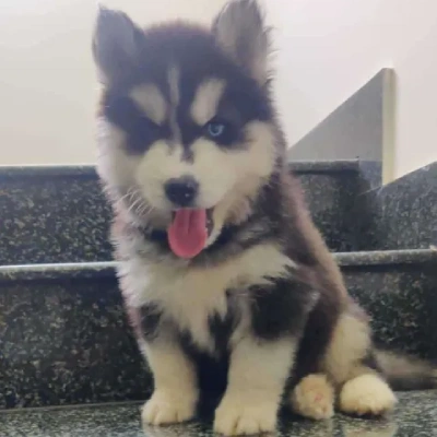 Siberian Husky puppies for sale in Kota