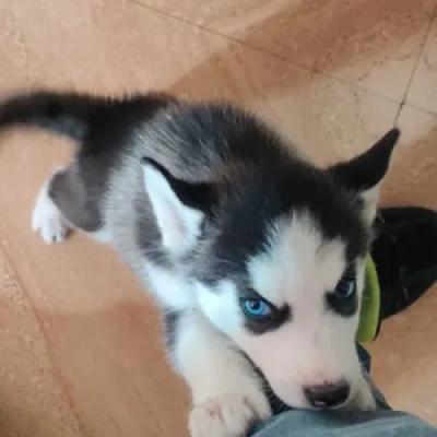 Siberian Husky puppies for sale in Ajmer