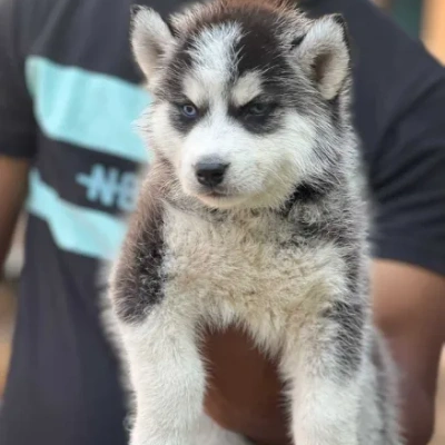Siberian Husky puppies for sale in Vijayawada