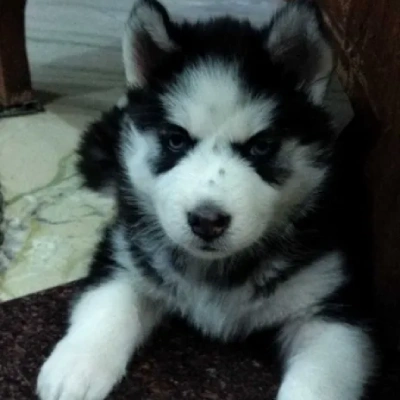 Siberian Husky puppies for sale in Jaipur