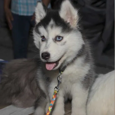 Siberian Husky puppies for sale in Ajmer