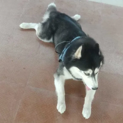 Siberian Husky puppies for sale in Ajmer