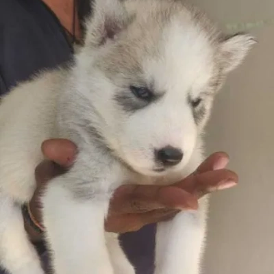 Siberian Husky puppies for sale in Vijayawada