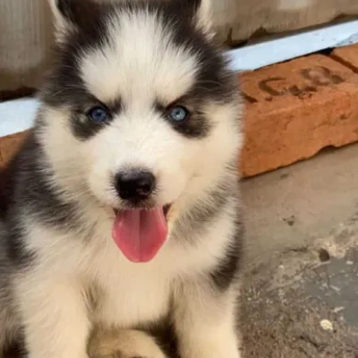 Siberian Husky puppies for sale in Vijayawada