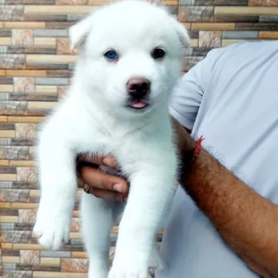 Siberian Husky puppies for sale in Vijayawada