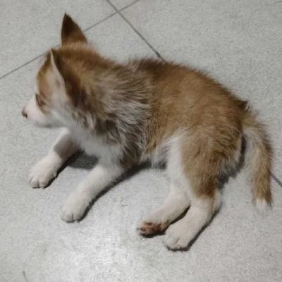 Siberian Husky puppies for sale in Vijayawada