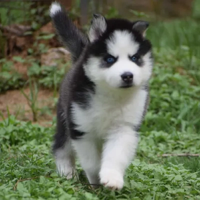 Siberian Husky puppies for sale in Vijayawada