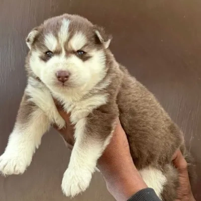 Siberian Husky puppies for sale in Ajmer