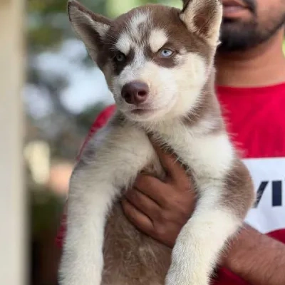 Siberian Husky puppies for sale in Vijayawada