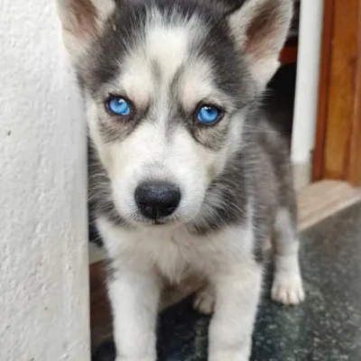 Siberian Husky puppies for sale in Vijayawada