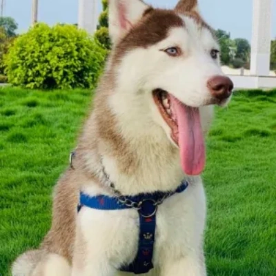 Siberian Husky puppies for sale in Jaipur