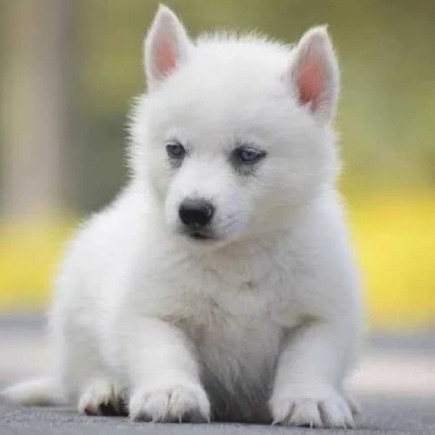 Siberian Husky puppies for sale in Ajmer