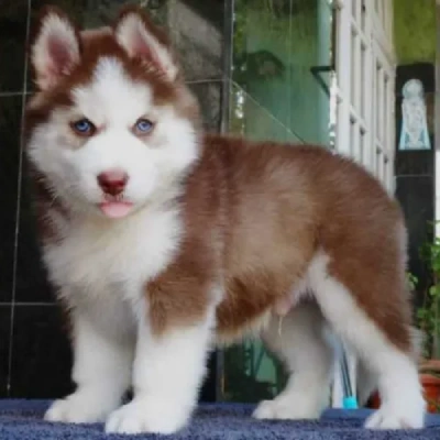 Siberian Husky puppies for sale in Vijayawada