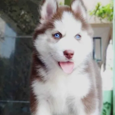 Siberian Husky puppies for sale in Ajmer