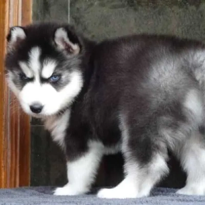 Siberian Husky puppies for sale in Ajmer