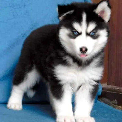 Siberian Husky puppies for sale in Vijayawada