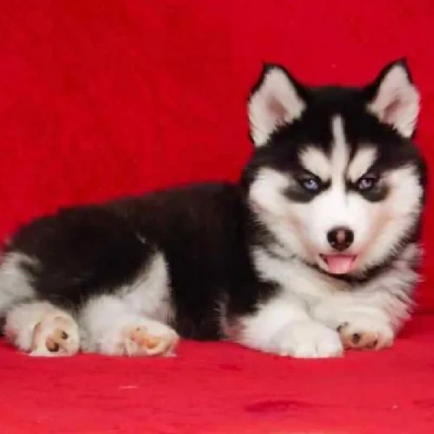 Siberian Husky puppies for sale in Jaipur