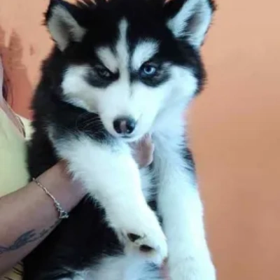 Siberian Husky puppies for sale in Kota