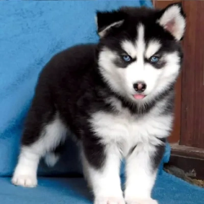 Siberian Husky puppies for sale in Vijayawada