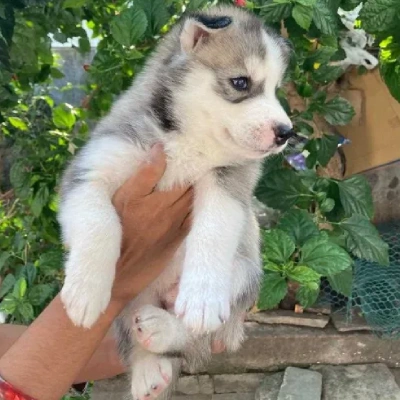 Siberian Husky puppies for sale in Jaipur