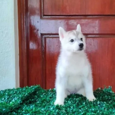 Siberian Husky puppies for sale in Vijayawada