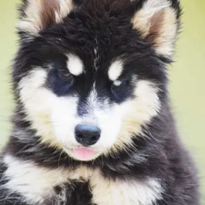 Siberian Husky puppies for sale in Vijayawada