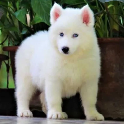 Siberian Husky puppies for sale in Vijayawada