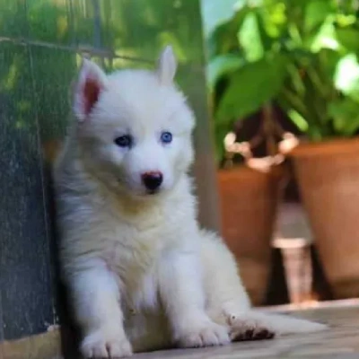 Siberian Husky puppies for sale in Jaipur