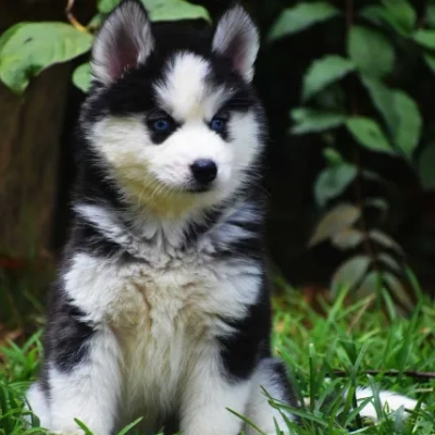Siberian Husky puppies for sale in Jaipur
