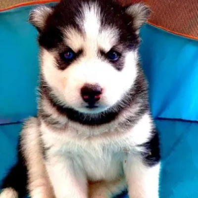 Siberian Husky puppies for sale in Ajmer