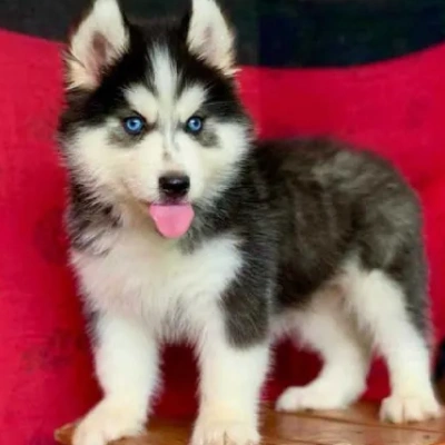 Siberian Husky puppies for sale in Ajmer