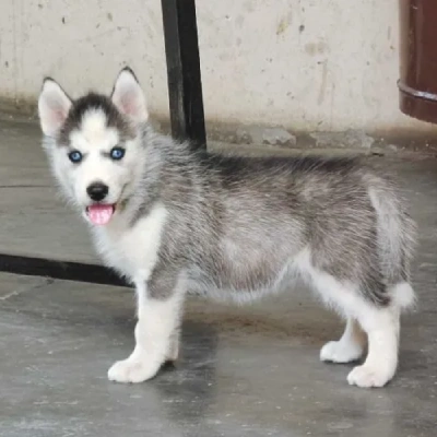 Siberian Husky puppies for sale in Jaipur