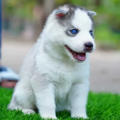 Siberian Husky puppies for sale in Vijayawada