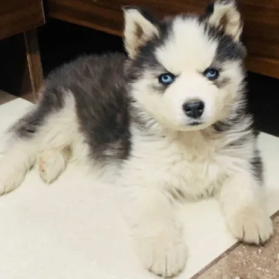 Siberian Husky puppies for sale in Ajmer