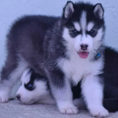 Siberian Husky puppies for sale in Ajmer