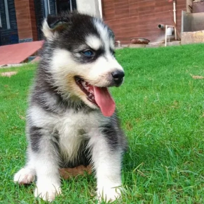 Siberian Husky puppies for sale in Ajmer