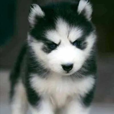 Siberian Husky puppies for sale in Ajmer