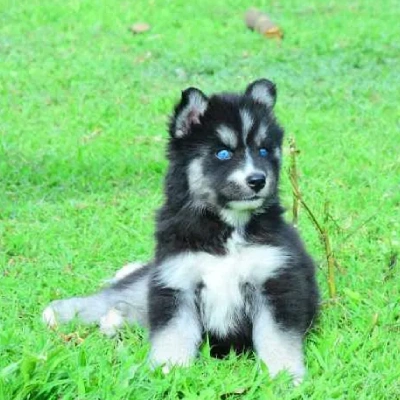 Siberian Husky puppies for sale in Vijayawada
