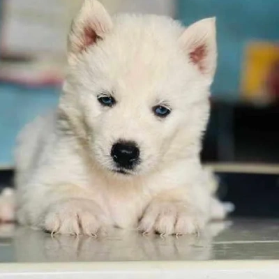 Siberian Husky puppies for sale in Vijayawada