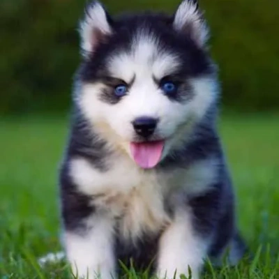 Siberian Husky puppies for sale in Ajmer