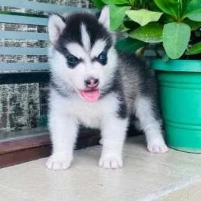 Siberian Husky puppies for sale in Ajmer