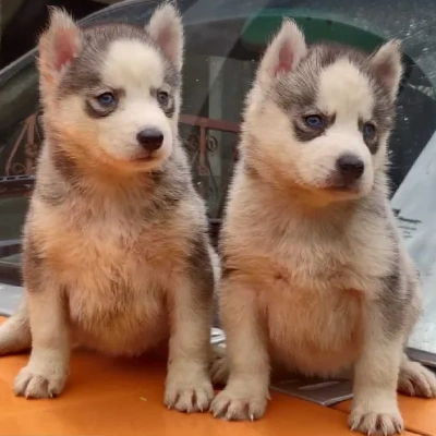 Siberian Husky puppies for sale in Ajmer