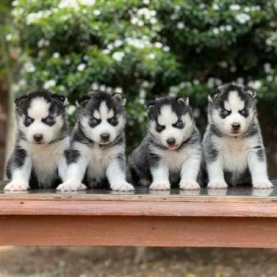 Siberian Husky puppies for sale in Jaipur