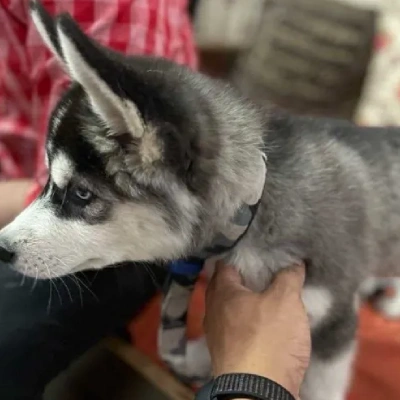 Siberian Husky puppies for sale in Vijayawada