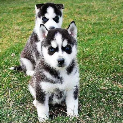 Siberian Husky puppies for sale in Vijayawada